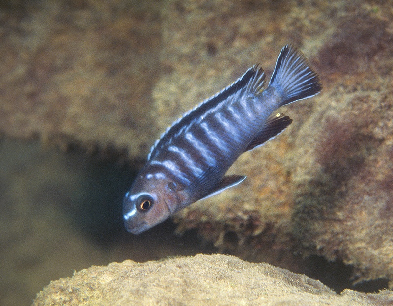 Tropheops kamtambo 'Chimwalani Reef'
